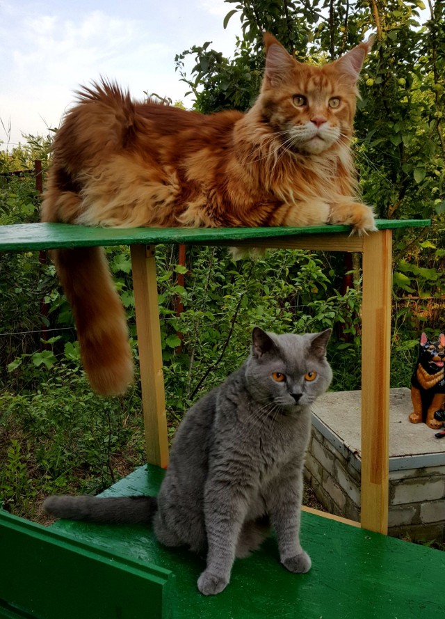 Котовторнику посвящается