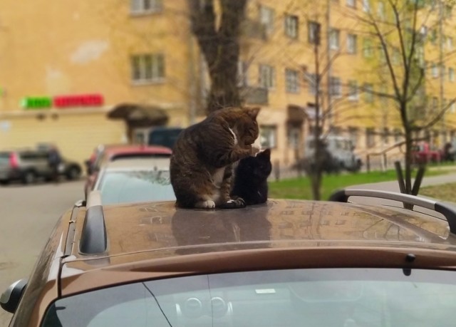 Знакомьтесь, Рыся