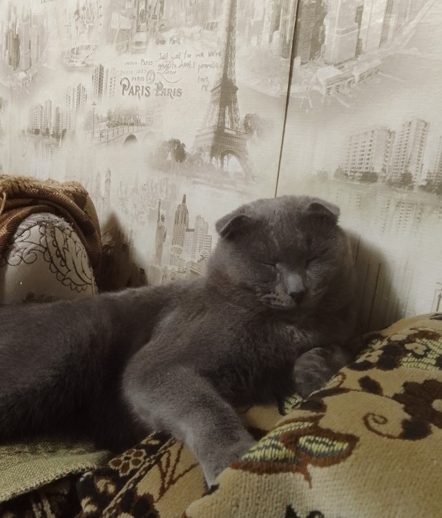 Котам не страшен Рагнарёк: "Мы будем дрыхнуть поперёк!"