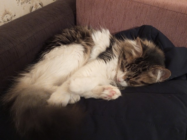 Котовторник