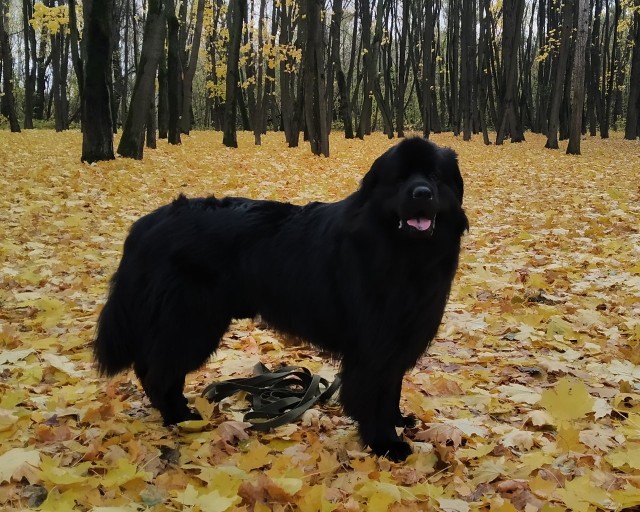Скоро будет пёс!