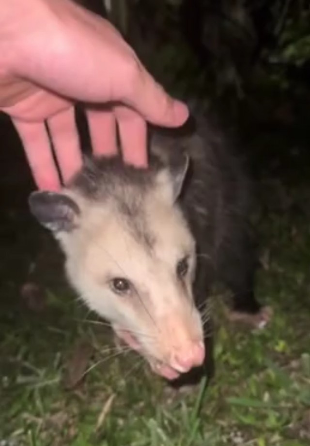 Бессмертный