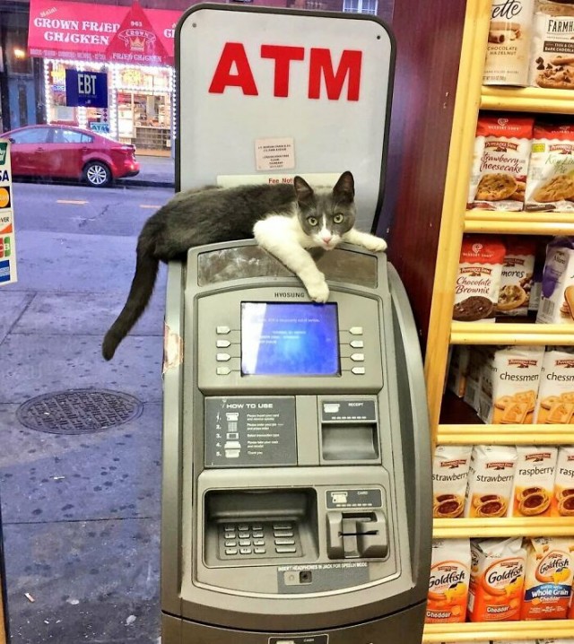 Котаны в магазинах Нью-Йорка