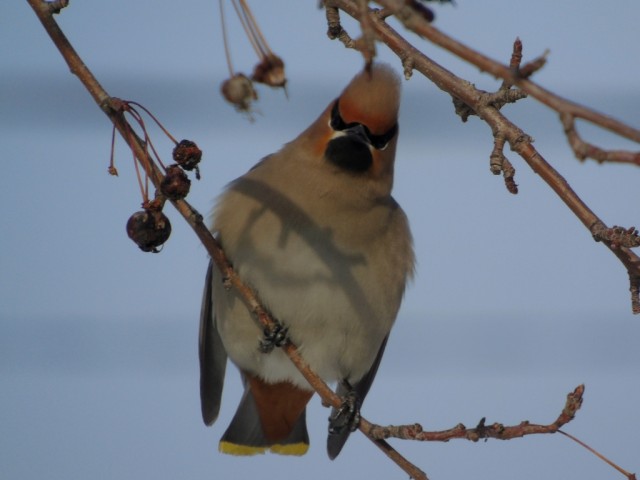 Свиристели, свиристели... пообедать прилетели!