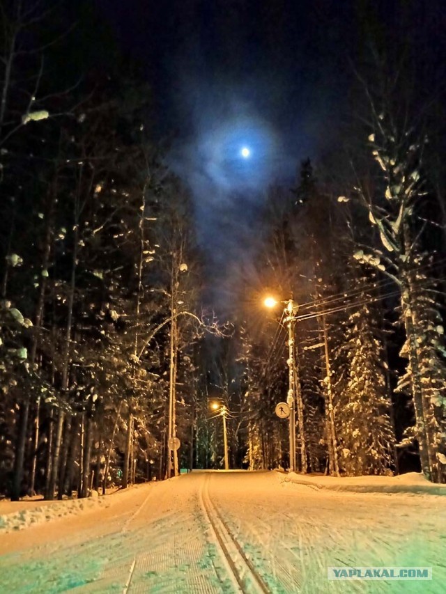 Беговые лыжи