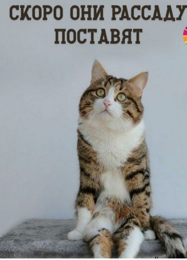 Жизнь домашнего приюта "Котоленд" 431