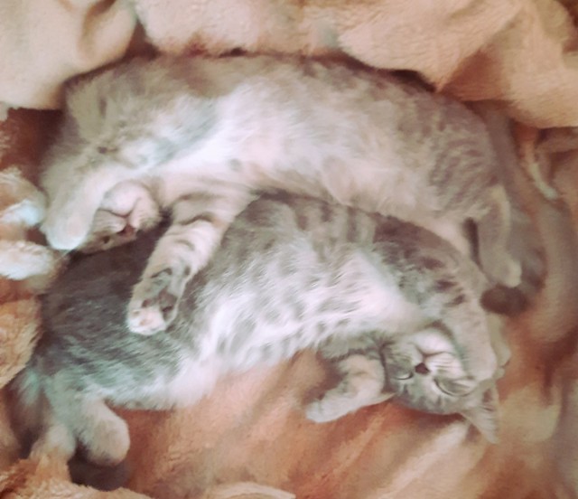 Котовторник, от мала до велика