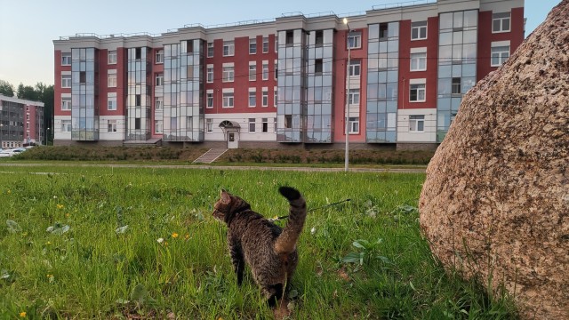 Сильный и независимый мужчина