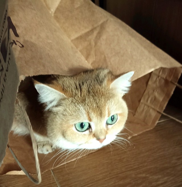 Котовторник