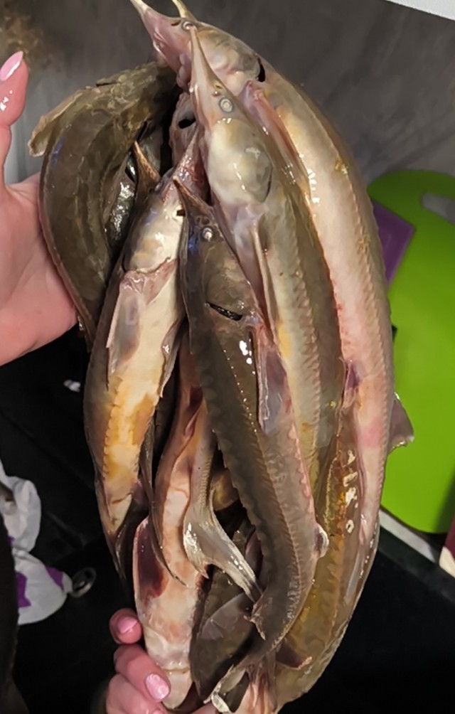 Котейка точит осётра