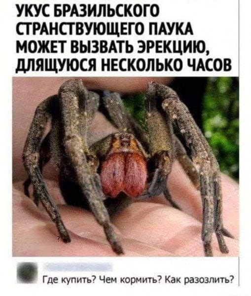 Паук-павлин