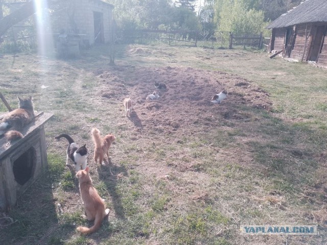 Жизнь домашнего приюта для котеек 542