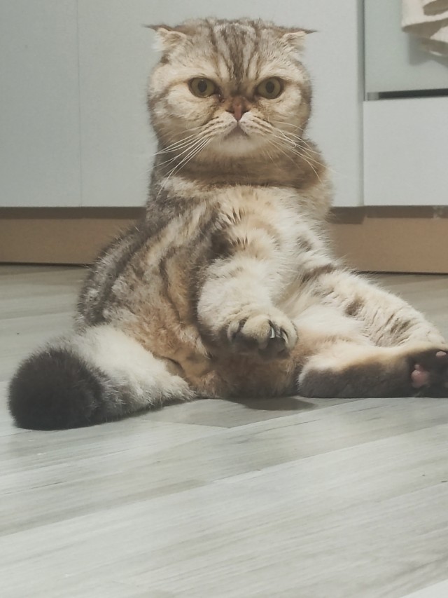 Это что, котовторник?