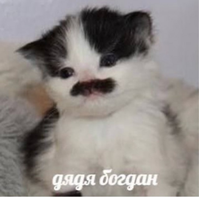 Веселое настроение в картинках (03.08.2025)