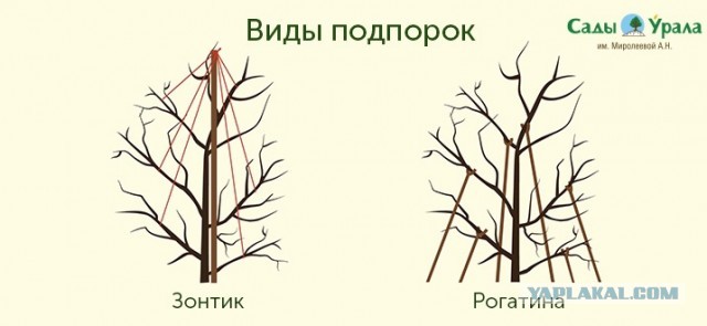 Груша (очередная колхозная тема)