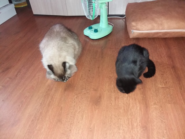 Котовторник