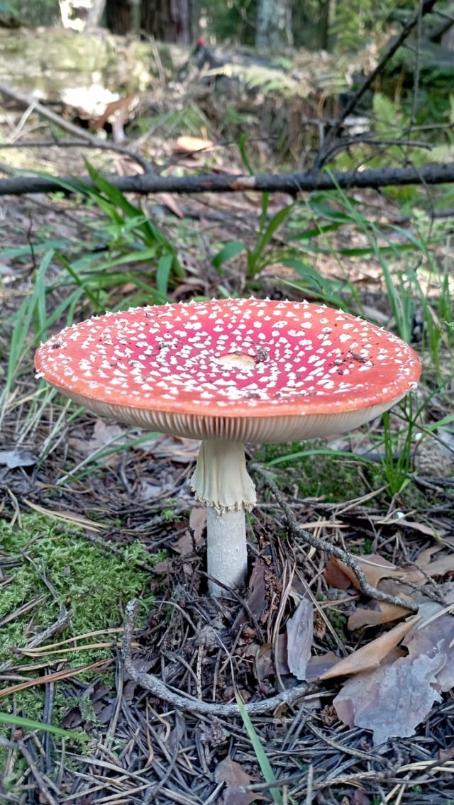 Грибное