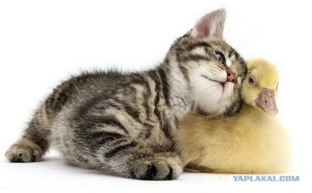 Позитивный утёнок