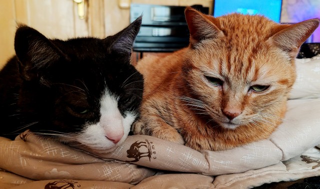 Котовторник