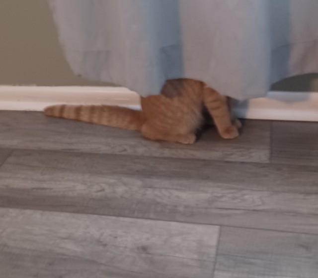 Найди кота.