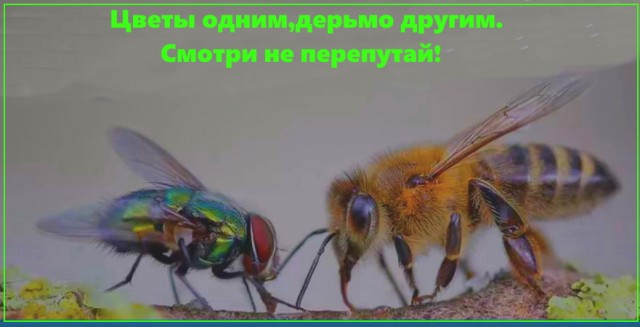Картинки для деградации 154 (разной степени свежести)