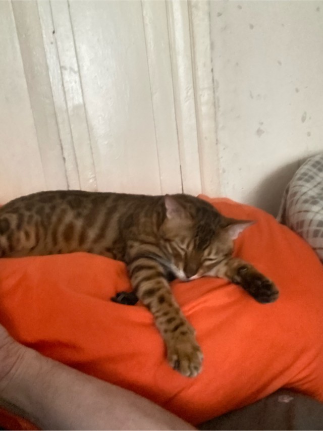 Снова наши коты