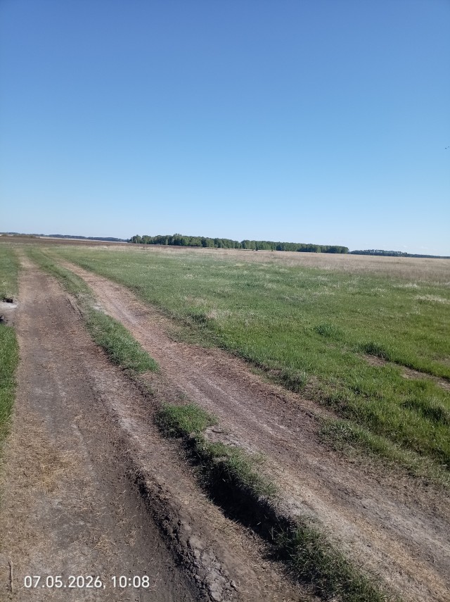 Просто лебедь