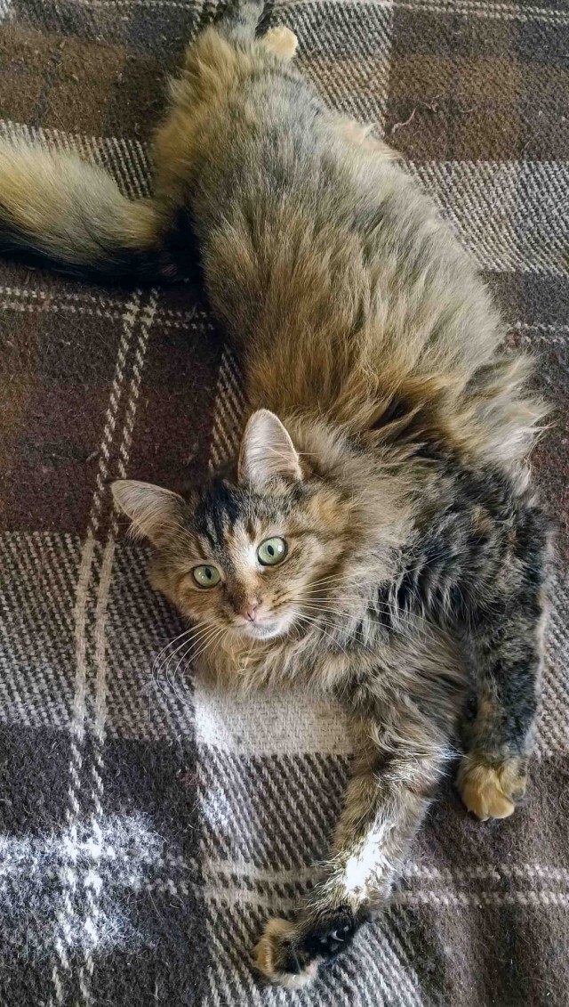 Котское.