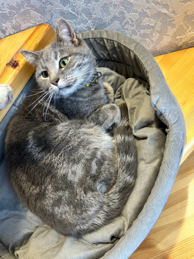Не котовторник, но разделите моё горе