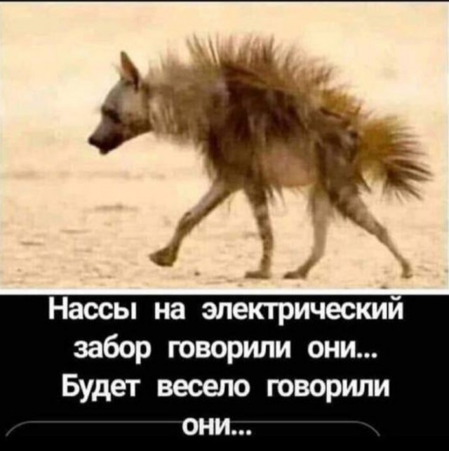 Это не кадры из хоррора и не нейросеть — это реальное существо, которое обитает в Южной Америке — гривистый волк