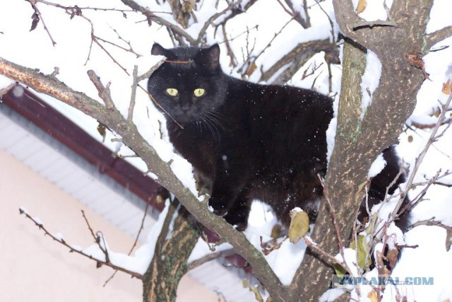 Котовторник 25.02.2014