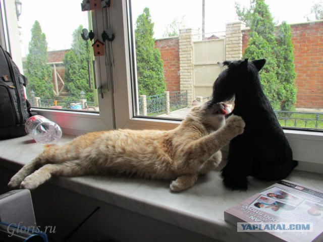 Котовторник 04.03.2014