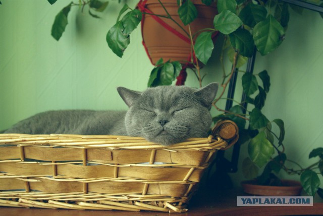 Котовторник 01.04.2014