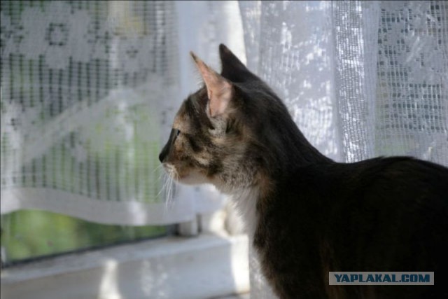 Котовторник  08.04.2014