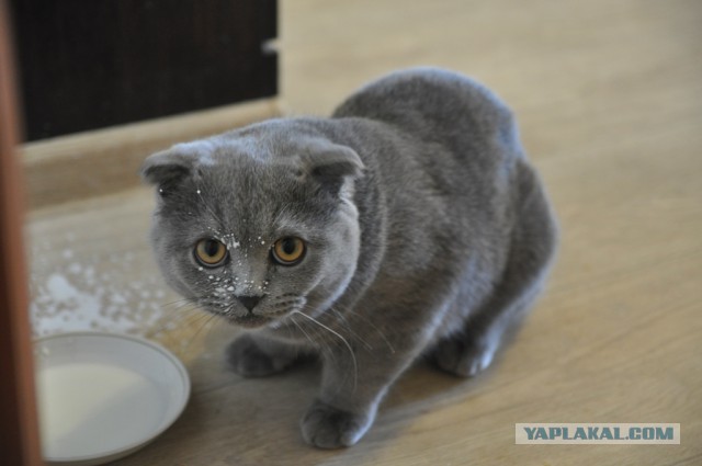 С Котовторником!