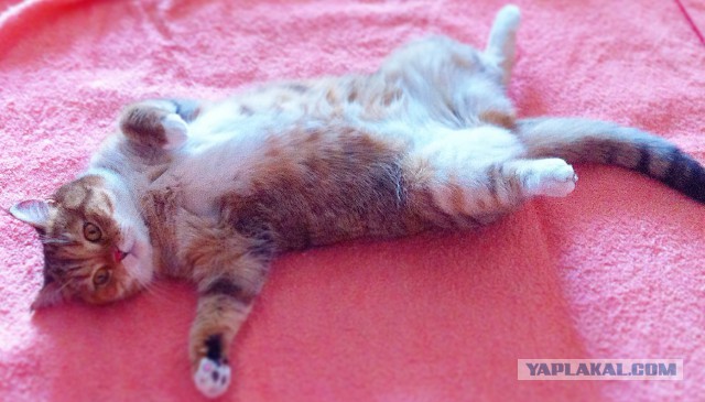 Котовторник 01.07.2014