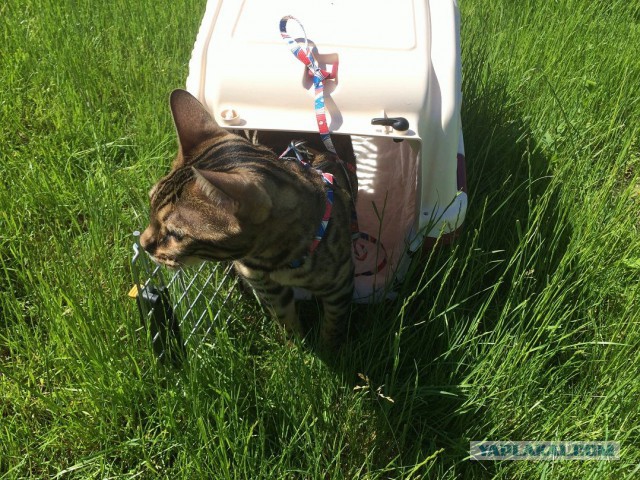 Котовторник  08.07.2014
