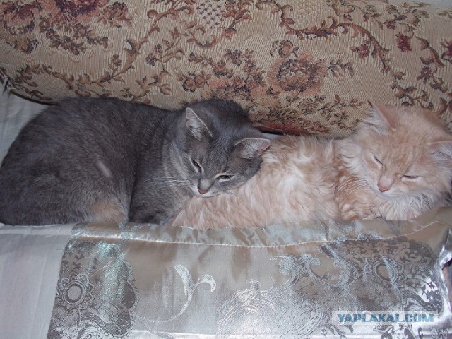 Котовторник 15.07.2014.