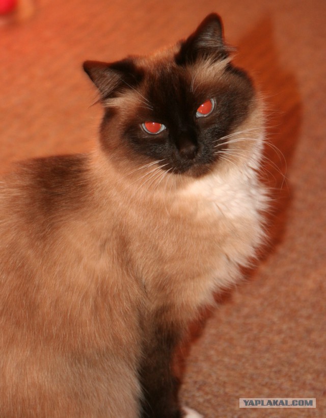 Котовторник 09.09.2014
