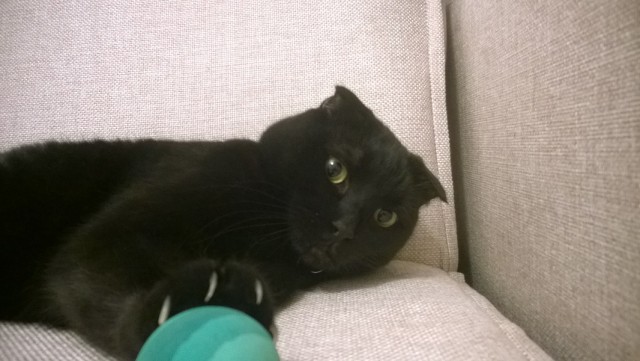 Котовторник 28.10.2014