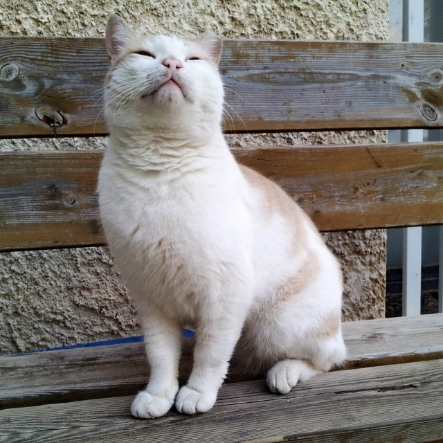 Котовторник