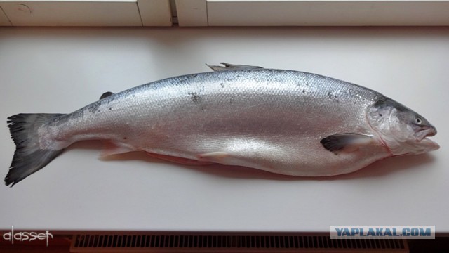 Вкусное обаяние Кулинарии, Повара ЯПа поздравляют милых дам!