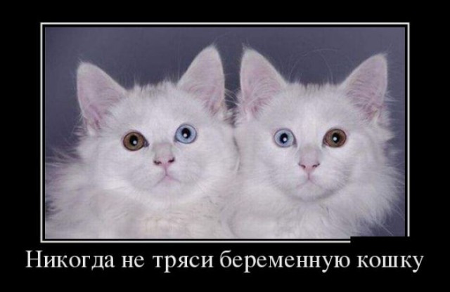 Хвост 81lvl - ХВОСТ!