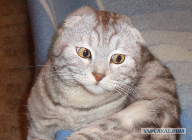 Котовторник