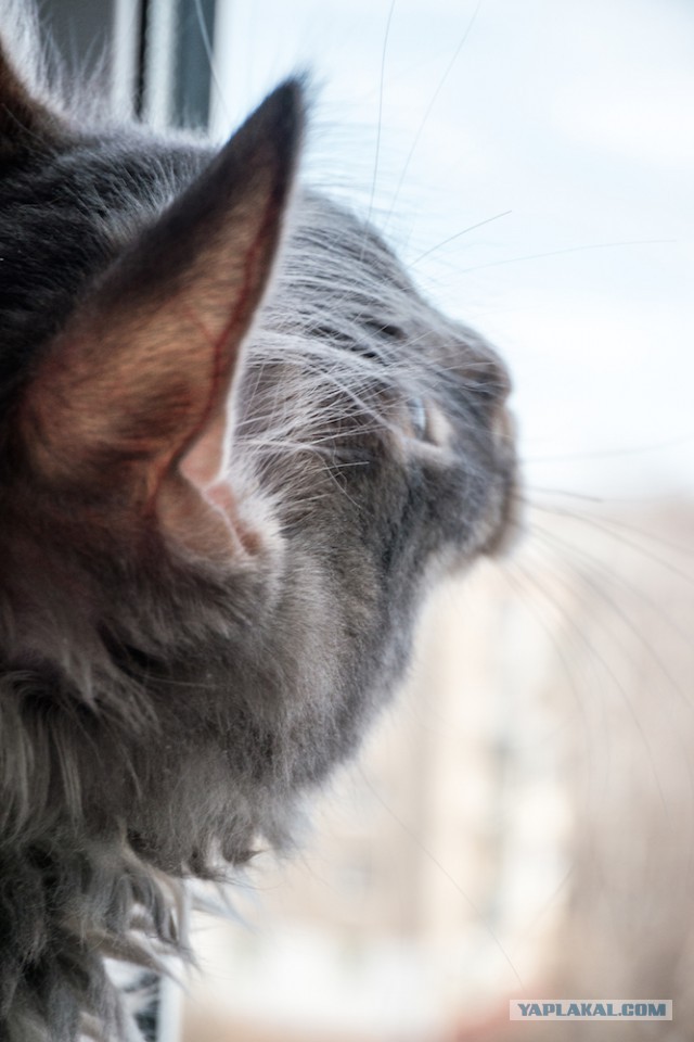 Котовторник 31.03.2015