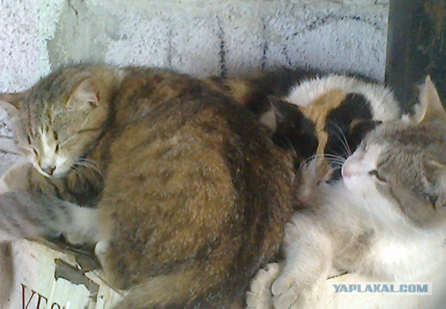 Котовторник