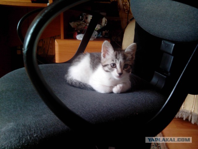 Котовторник  21.07.2015