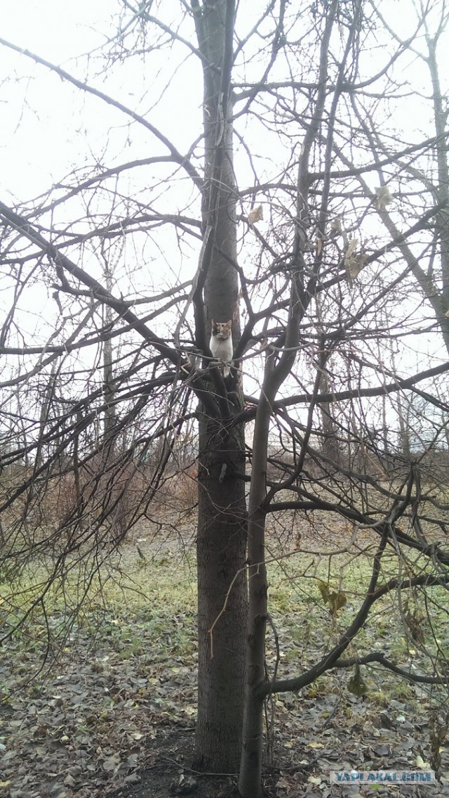 Котовторник 24.11.2015