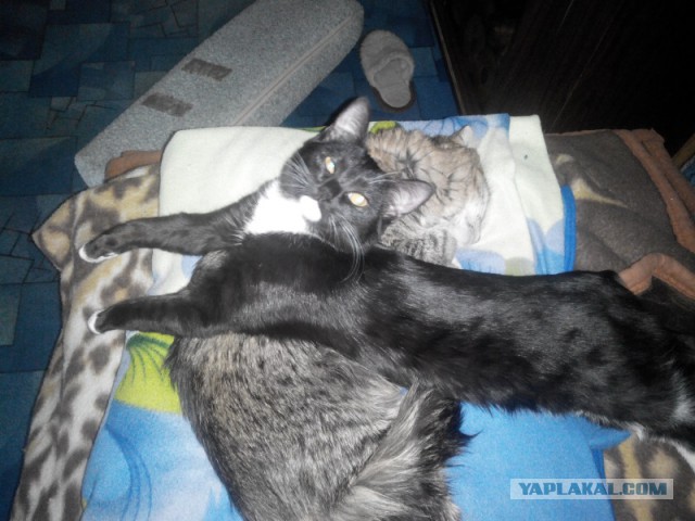 Новогодний котовторник,05.01.16.