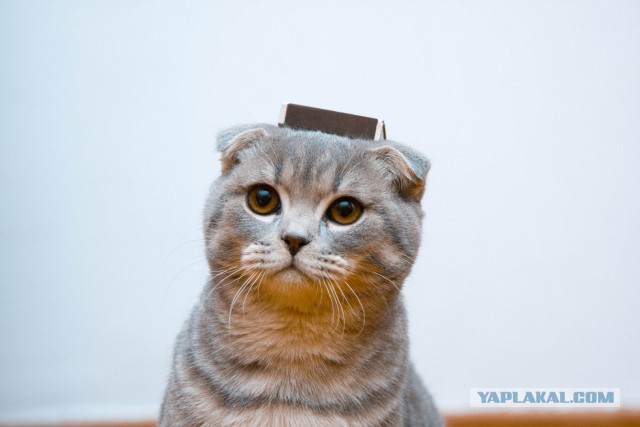 Наш Котяра